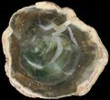 Petrified Wood (Araucaria) Slice - Madagascar #69433-1